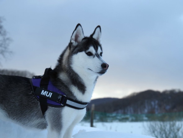 シベリアンハスキーのワンコ