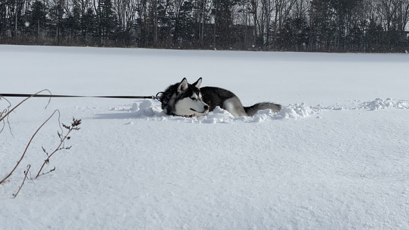 雪の中のシベリアンハスキーのワンコ