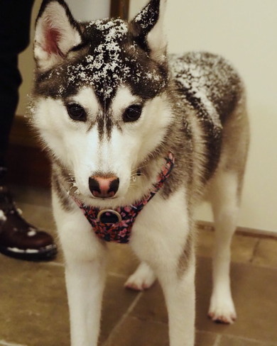 シベリアンハスキーのワンコ