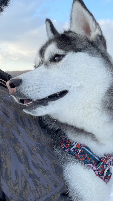 シベリアンハスキーのワンコ