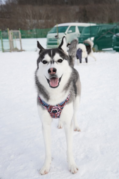シベリアンハスキーのワンコ
