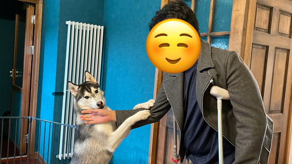 シベリアンハスキーのワンコ