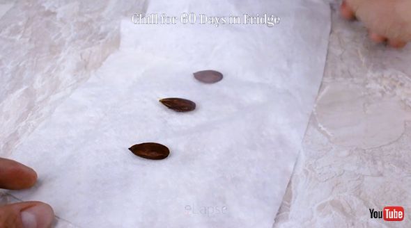 タイムラプス モモ 実験