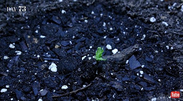 タイムラプス モモ 実験