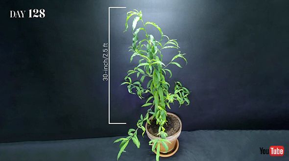 タイムラプス モモ 実験