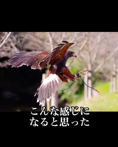 思ってたんと違うハリスホーク