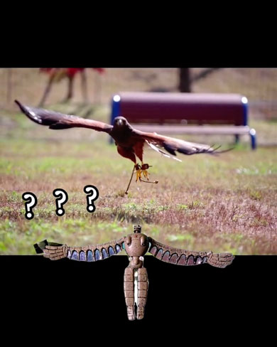 思ってたんと違うハリスホーク