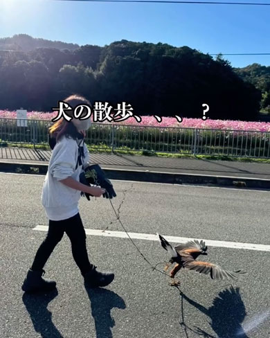 思ってたんと違うハリスホーク