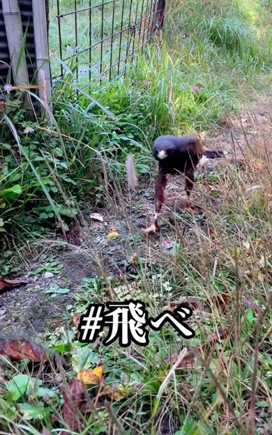 思ってたんと違うハリスホーク