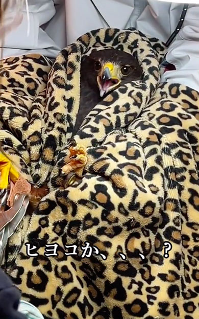 思ってたんと違うハリスホーク