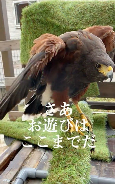 懐いても猛禽類は猛禽類