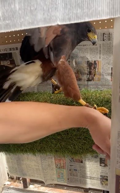 懐いても猛禽類は猛禽類