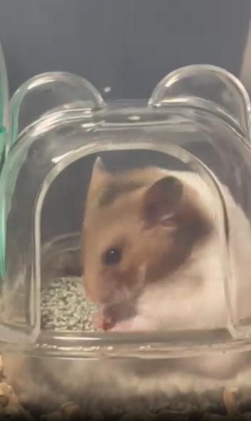 毛づくろいするハムスター