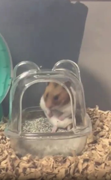 毛づくろいするハムスター