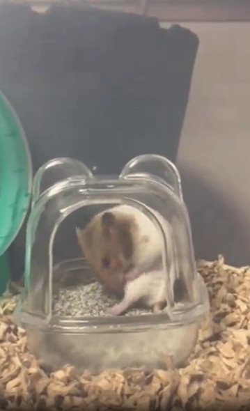 毛づくろいするハムスター