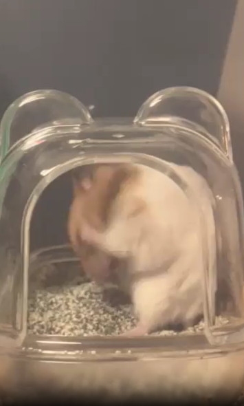 毛づくろいするハムスター