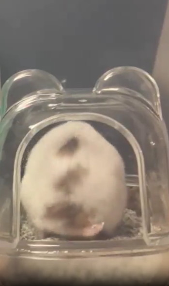 毛づくろいするハムスター