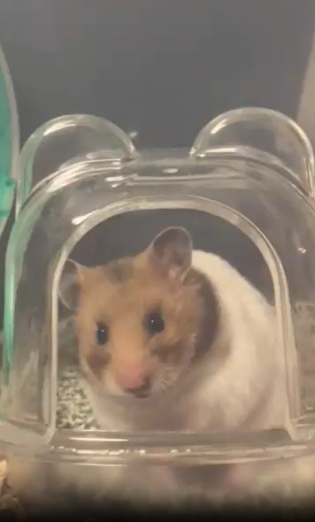 毛づくろいするハムスター