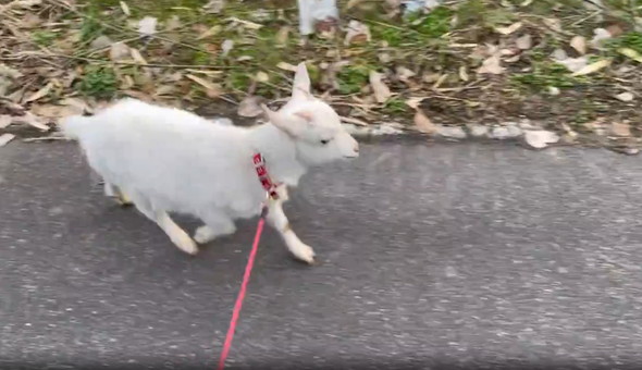 お散歩する子ヤギ