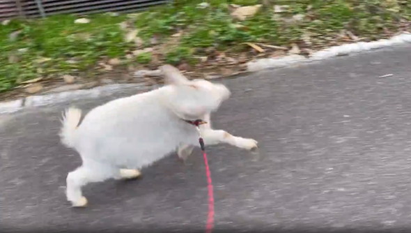 お散歩する子ヤギ