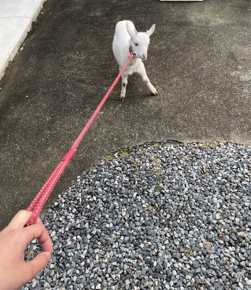 お散歩する子ヤギ