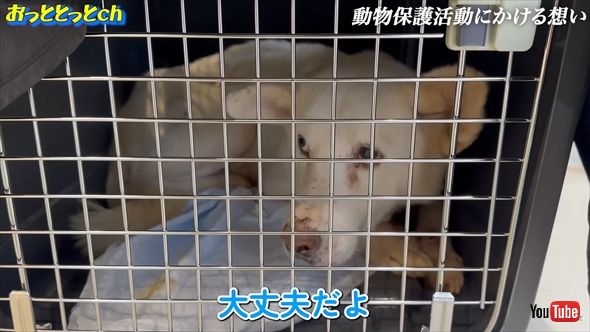 香川県で保護犬活動を行う後藤祐樹