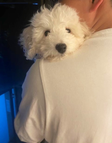 抱っこされているワンコ