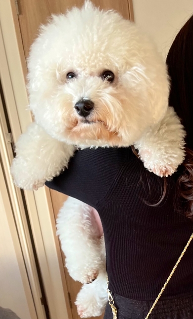 抱っこされているワンコ