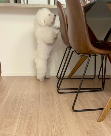 二本足で立つワンコ