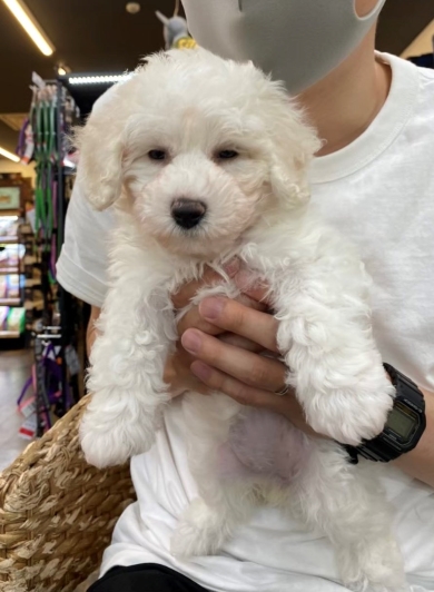 子犬だったころのワンコ