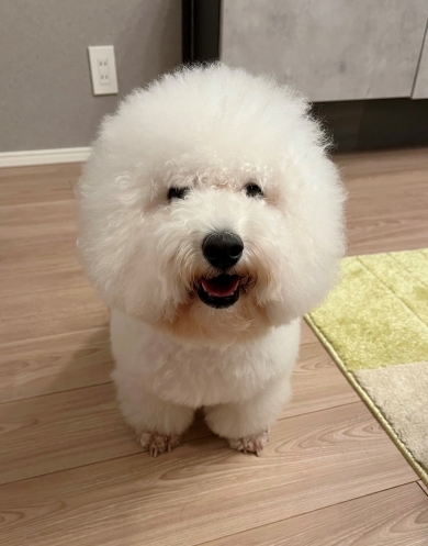 丸い頭のワンコ