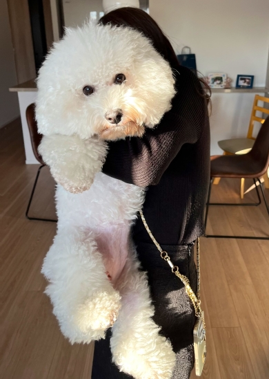 抱っこされているワンコ