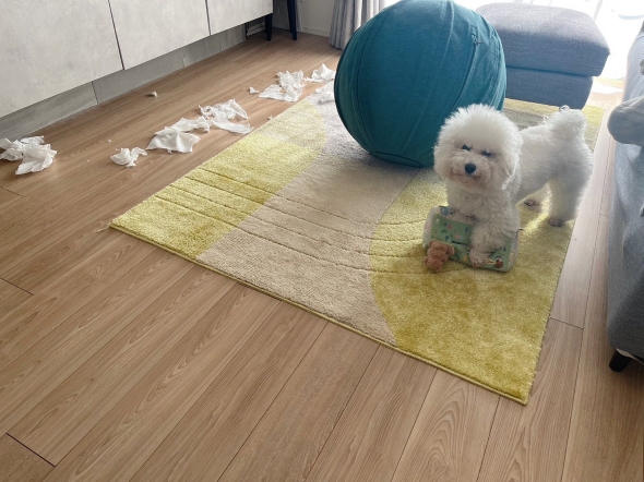 部屋を散らかすワンコ