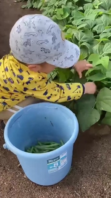 いんげん豆を収穫する男の子