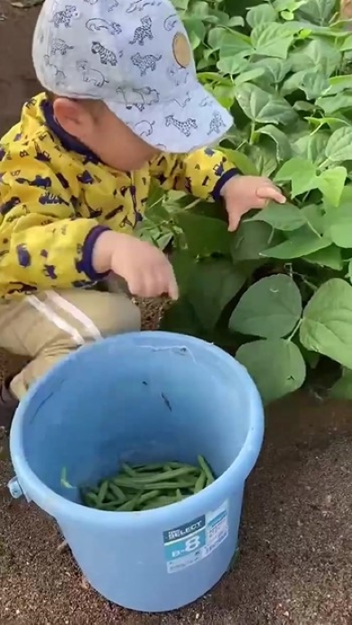 バケツにいんげん豆を入れる男の子