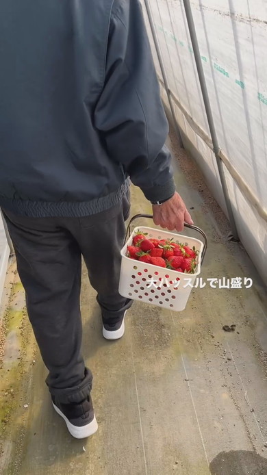 いちご狩りに来たおじいちゃん