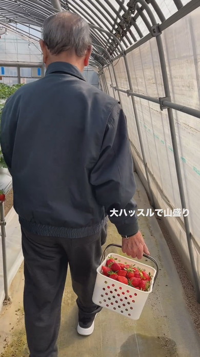 いちご狩りに来たおじいちゃん