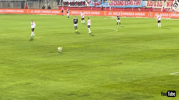 スタジアムを駆け回る犬