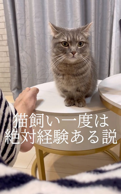 突然噛みついてくる猫