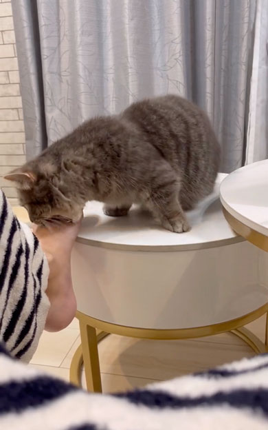 突然噛みついてくる猫