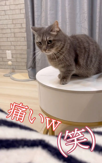突然噛みついてくる猫