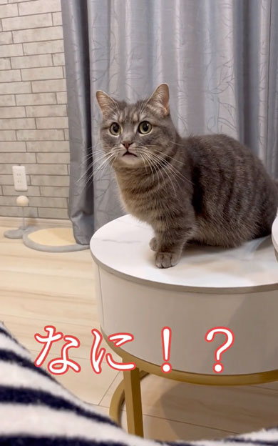 突然噛みついてくる猫