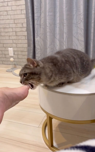 突然噛みついてくる猫