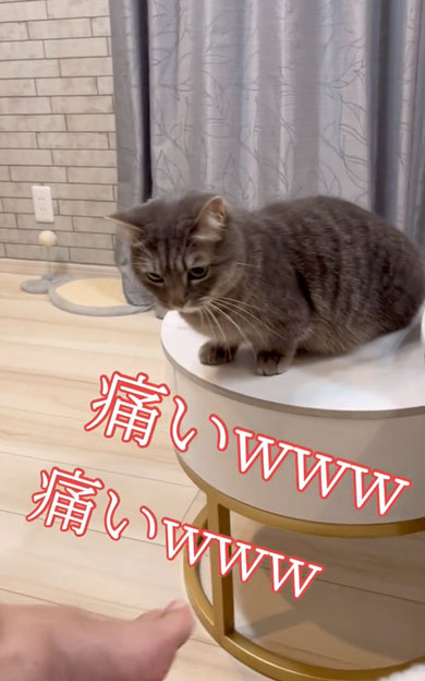 突然噛みついてくる猫