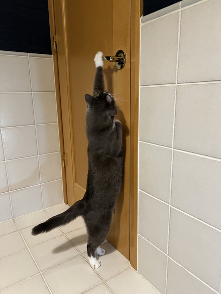 トイレから出たい猫