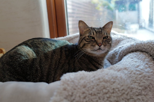 窓辺でまどろむキジ柄の猫