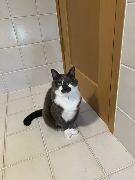 トイレから出たい猫