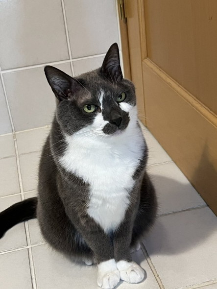 トイレから出たい猫