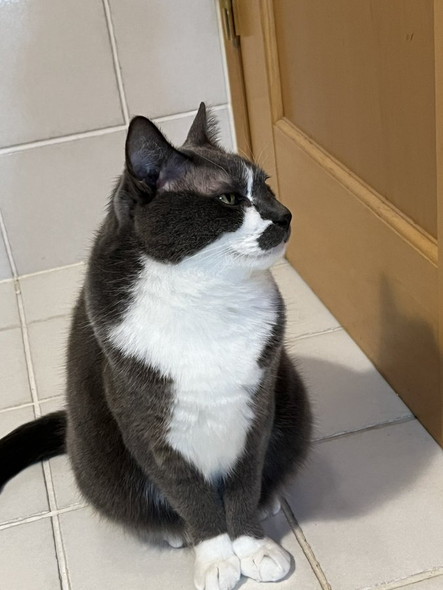 トイレから出たい猫