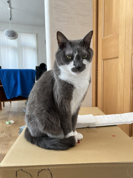 ダンボールの上に猫